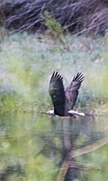 eagle flying (Small)